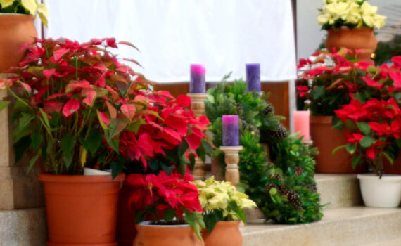 Calendario de Adviento y Navidad